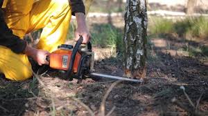 Best Tree Preservation Services  in Platte, SD