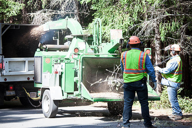 Best Arborist Consultation Services  in Platte, SD